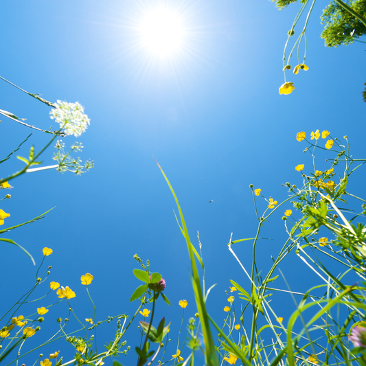 Why this summer we're ditching plastic bottles and supermarket plant milk for good