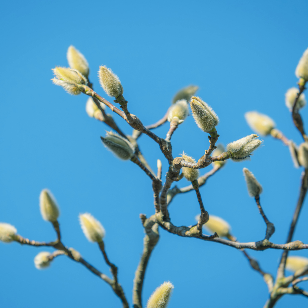 Goodbye Winter: Gentle Lifestyle Rituals to Transition Into Spring ...