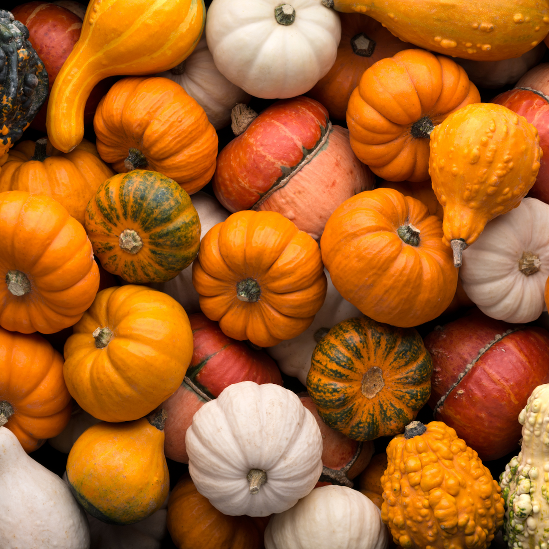 Transforming Halloween Pumpkin Waste