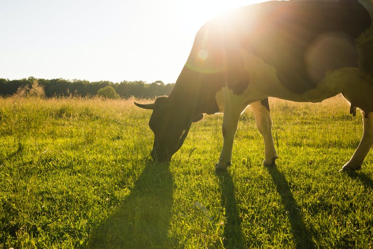 The Effects Of The Dairy Industry On Climate Change