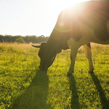 The Effects Of The Dairy Industry On Climate Change